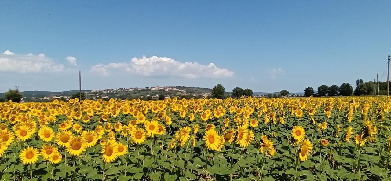 La Superba Ca' Zeneize Bed & Breakfast Foiano Della Chiana Luaran gambar